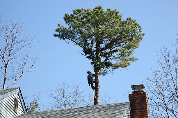 How Our Tree Care Process Works  in  South Bradenton, FL